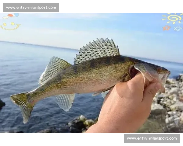 岱山海钓者意外发现：不同鱼类竟有独特 “语言”，百年渔谚暗藏声学密码